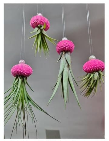 Stk - 4x Seeigel Pink leuchten in Gelb Nachts mit Hängepflanze Lebende Tillandsia SI6 - Seeds & Plants Shop by Ipsa