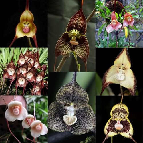 150 pcs affengesicht orchidee - Dracula simia gartendeko für draußen, affen orchidee pflanze kaufen samen, blumen, hochbeet flower seeds, winterfeste pflanzen für balkon Schnittblumen,