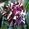 10 Lila weiße Rosen-Samen Blume Strauch Staude Strauch Garten Heim Exotischer Garten