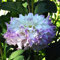 Dahlienknolle : Dahlia - Dahlie Schmuckdahlie  Ferncliff Illusion  1 Knolle/Rhizom