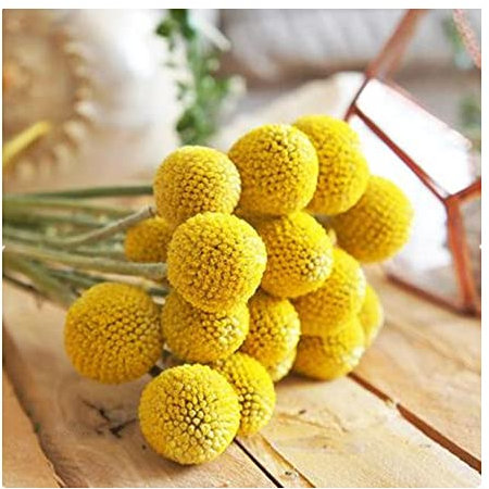 Super Idee Getrocknete Craspedia Kugeln 30 Stück Getrocknetes Blumengesteck Craspediabouquet runde Blumen Blumenbesteck Trockenblumenstrauß für Hochzeitsdeko Ostern (Gelb)