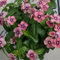 100 pcs Samen Bodendecker Winterhart Immergrün, pflanztopf flowers winterharte stauden mehrjährig Immergrün Samen, gartendeko für draußen, kübelpflanzen wildblumensamen geschenke für