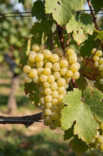 Pianta di Vite pianta di uva vigna da tavola pianta di uva innestata pianta vera di vite venduta da eGarden.store (Fragola Bianca v.19 cm)