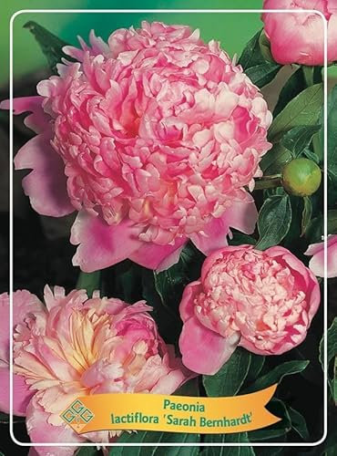 Pfingstrose 'Sarah Bernhardt' – Duftende Edel-Paeonie im 1L Topf | Paeonia lactiflora | Winterharte Gartenstaude mit üppiger Blüte, ideal für Beete & Vasenschnitt