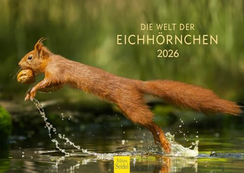 Edition Seidel Premium Kalender Die Welt der Eichhörnchen 2026 Format DIN A4 Wandkalender Tierkalender Wildtiere Waldtiere heimische Tiere