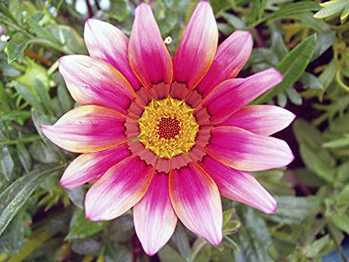 Fiori Halb Gazanien 40 Jahre