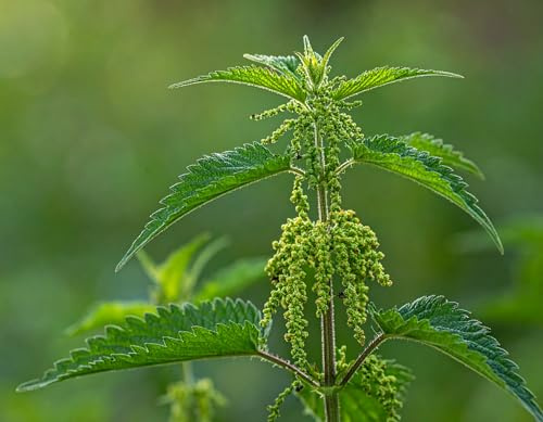Brennnessel Samen - Deutsche Heilpflanze für Garten, Balkon & Hochbeet – Bienenfreundlich & Insekten - Reich an Nährstoffen, Vitaminen & Mineralstoffen - Perfekt für Tee (Brennnessel)