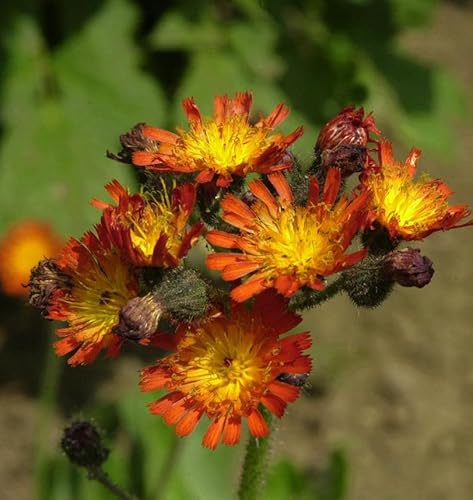Rotes Habichtskraut - Hieracium rubrum - lebende Gartenpflanze aus den Baumschulen