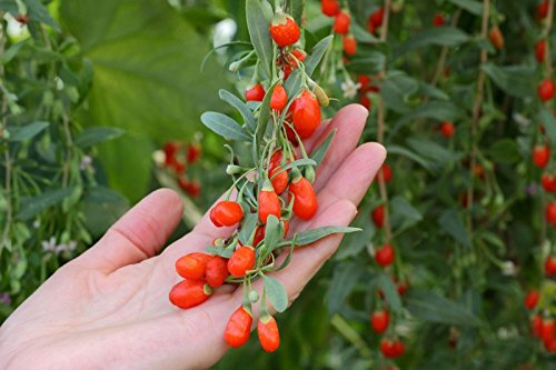 Goji, Chinesische Wolfsbeere, Gojibeere - 20 Samen