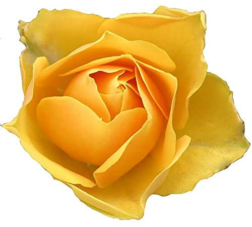 Arthur Bell Bush Rose 4L Pot (Live Plants)