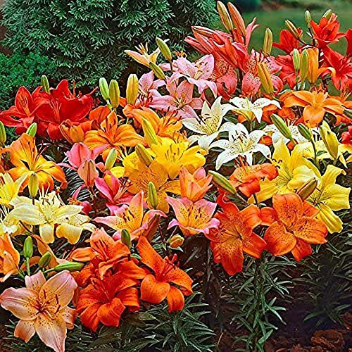 Generic Bulbi di fiori di giglio, 100 pezzi/borsa Bulbi di fiori di giglio Facile da coltivare Piante da tavolo Decor Fioritura colorata Soggiorno Piantine da giardino in vaso per parco Semi