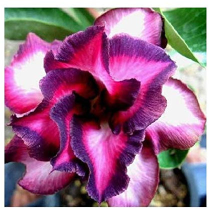 Pcs - 2x Adenium Obesum Violetcity Rose Du Désert Jardin Plantes - Graines B586 - Seeds & Plants Shop by Ipsa