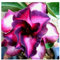Pcs - 2x Adenium Obesum Violetcity Rose Du Désert Jardin Plantes - Graines B586 - Seeds & Plants Shop by Ipsa