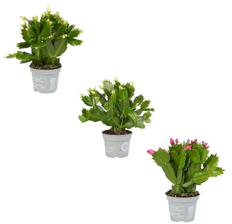 Set de TRES Cactus de Navidad Schlumbergera Plantas Naturales Fáciles de Cuidar