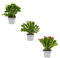 Set de TRES Cactus de Navidad Schlumbergera Plantas Naturales Fáciles de Cuidar