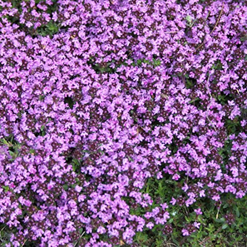 6 x Thymian Coccineus - Thymus Praecox 'Coccineus' Topf 9x9cm: Rote Blütenpracht für sonnige Standorte