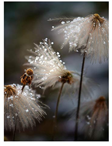 Bilderwelten Magnettafel - Pusteblumen mit Schneeflocken - Memoboard Hochformat 4:3 40 x 30cm