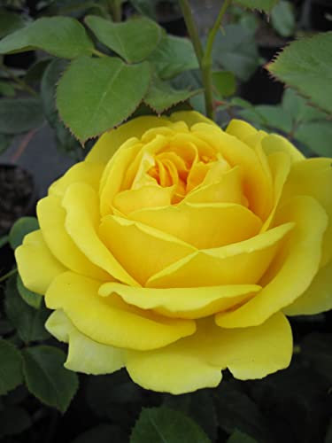 Rosa Marselisborg® - Beetrose Marselisborg® - Poulsen Rose