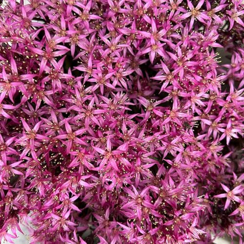 Sedum spurium 'Spot on® Deep Rose', dunkelrosa, Topf-Ø 13 cm, 6 Pflanzen