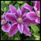 Duft,Anziehende Vögel, Clematis mag volles Tageslicht, Clematis Rhizome Winterhartes MehrjäHrig, Winterhart zwiebeln,Stauden, Winterharte pflanzen -8 Zwiebeln-A