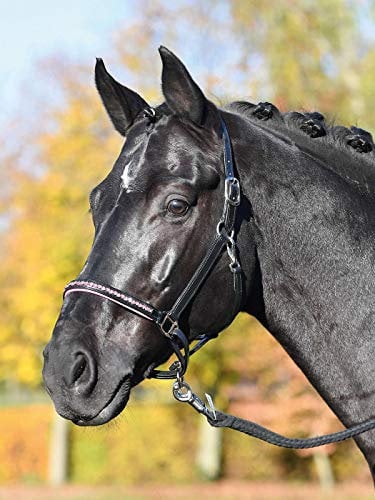 Busse Lederhalfter Colour-WAVE VBbk/pi