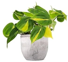 Filodendro Scandens Brazil Altezza 20 cm, Pianta Vera, Pianta da Interno, Vaso Artigianale in Cemento