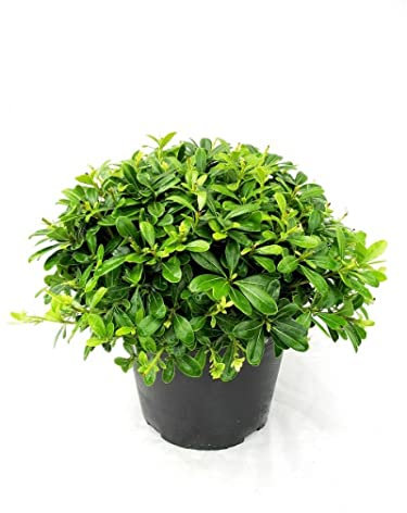 Pittosporum Natural Planta Arbustiva Perfecta para Formar Setos
