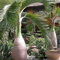 PERZOE Semi di palma a forma di bottiglia da 100 pezzi, pianta ornamentale tropicale da giardino bonsai Semi Di Palma