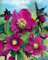 Helleborus x orientalis 'Red Lady' ca. 11x11 cm Topf - Christrose, rote Blüten, Blütezeit Februar-April, ideal für schattige Beete, winterhart, pflegeleicht