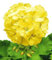 Huifang Fresh 100 Stk. Geranien-Blumensamen zum Anpflanzen von Gelb