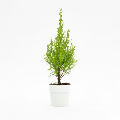 Vivai le Georgiche - Pianta vera di Cupressus macrocarpa Wilma - vaso Ø 10,5 cm