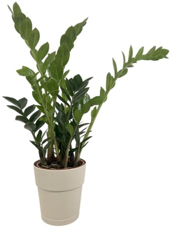 Zamioculcas Zamiifolia - Pianta Vera da Interno 60 cm - Vaso 17 cm - Resistente e Purificatrice d’Aria (Crema)