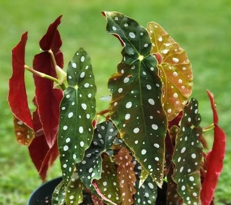70 pièces de graines de plantes Begonia maculata