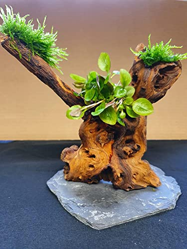 Tropica Wasserpflanzen Moorwurzelbäumchen Aquarium Wurzel Mangroven Holz ca.20 cm (Mopani) bepflanzt auf Schiefer Wurzel mit Wasserpflanzen (versch.) Abbildung ähnlich