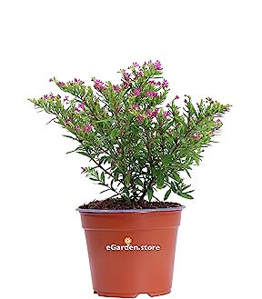 Pianta di Cuphea Hyssopifolia Rosa pianta da esterno pianta da fiore rosa pianta ornamentale di Cuphea pianta vera di Cuphea venduta da eGarden.store (Vaso 14 cm)