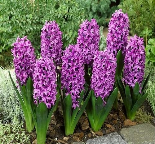 80 graines de fleurs de jacinthe fraîches