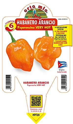 ORTOMIO Pianta Di Peperoncino Habanero Arancio (in Vaso Ø 14cm)