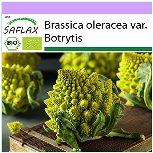 SAFLAX - BIO - Cavolfiore - Romanesco - 50 semi - Brassica oleracea var. botrytis