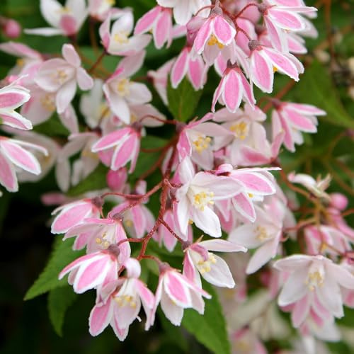 Plant Theory Yuki Cherry Blossom Deutzia Deutzia x Rosea Shrub Plant 3L Pot
