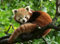 Ravensburger 12000369 - Red Panda - 500 pieces jigsaw puzzle – Puzzle for adults and kids age 12 years up, animal puzzle