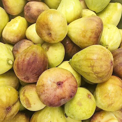 150 Stücke feigenbaum im topf, Feigen samen, obstbaum, bio saatgut (Ficus carica) obst exotische samen baumsamen, exotische pflanzen winterhart obstbäume kaufen, seltene pflanzen feigenbaum
