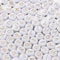 500 Pcs Acrylic Alphabet Letter Beads Rose Gold On White Name Bracelets for Jewelry Making (goldonwhite) (Rosegold)