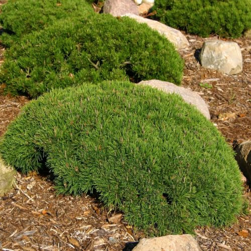 Zwergbergkiefer 'Typ Tirol', Höhe 20-30 cm, Topf 2 Liter, 10 Pflanzen