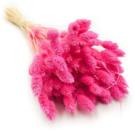 Enchanted Dekogras Getrocknetes Gras Ziergras Kanariengras Phalaris Trockenblumen Natürlich Boho Ca. 100 Stück 80 g Fuchsia