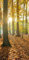 Melis Folienwerkstatt Türtapete Türposter selbstklebend – Waldweg im Herbst - 90x205cm und 100x210cm - Fototapete Poster Türfolie Tapete – T00111
