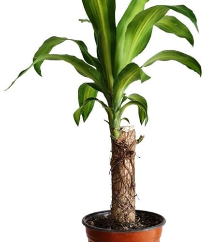 Tronco de Brasil una Planta Natural que Aporta Vida y Color a tu Hogar