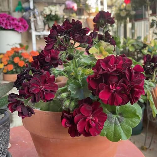 30 pz semi di geranio appesi perenni, geranio, semi di prato di fiori selvatici perenni, seme Vere piante di geranio (Pelargonium hortorum) piante da balcone, semi di antiche varietà