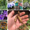 80 pcs Alraune Pflanze Samen, kräuterbeet büropflanzen Alraune Pflanze Kaufen Samen kräuter samen plants indoor garten zimmerbonsai bonsai ausgefallene geschenke pflanzensamen zimmerpflanzen