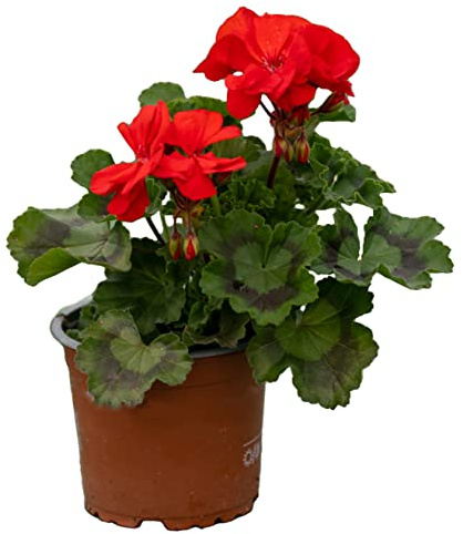 stehende Geranie, (Pelargonium zonale), Sorte: Friesia, leuchtend rot blühend, kräftige Pflanze je im 12cm Topf, (12 Pflanzen im Set)