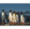 TWYYDP Puzzle 1500 Teile,Pinguin Holzpuzzle,Wanddekoration für Wohn- und Schlafzimmer